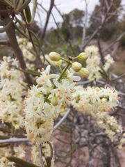 Asparagus natalensis