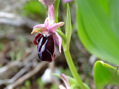 Ophrys sphegodes spruneri