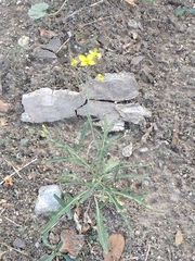 Diplotaxis tenuifolia
