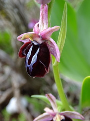 Ophrys sphegodes spruneri