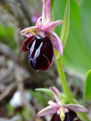 Ophrys sphegodes spruneri