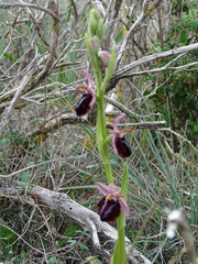Ophrys sphegodes spruneri