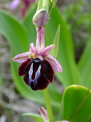 Ophrys sphegodes spruneri