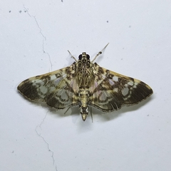 Spilomelinae