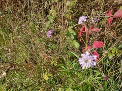Dipsacoideae