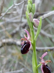 Ophrys sphegodes spruneri