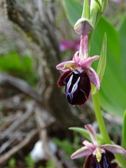Ophrys sphegodes spruneri