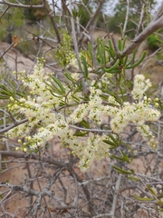 Asparagus natalensis