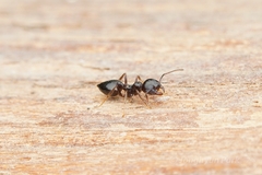 Crematogaster