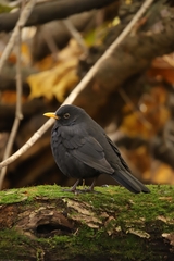 Turdus merula