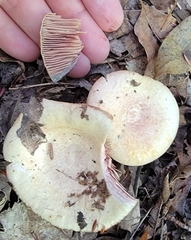 Lactarius chrysorrheus