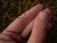 Poa arctica