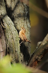 Troglodytes troglodytes