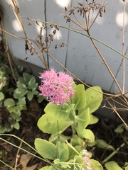 Hylotelephium spectabile