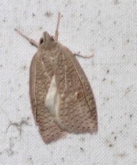 Peritornenta