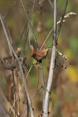 Troglodytes troglodytes