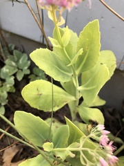 Hylotelephium spectabile