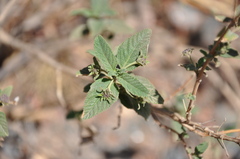 Lippia junelliana