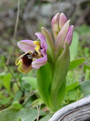 Ophrys tenthredinifera
