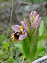 Ophrys tenthredinifera