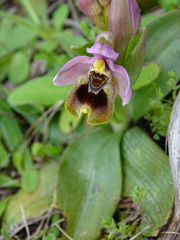 Ophrys tenthredinifera