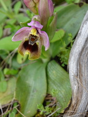 Ophrys tenthredinifera