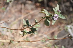 Lippia junelliana