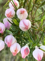 Erica holosericea