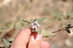 Lippia junelliana