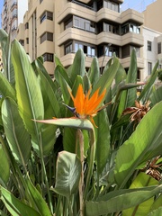 Strelitzia