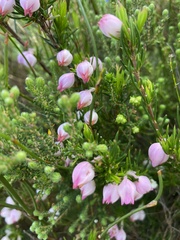 Erica holosericea