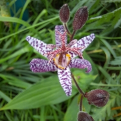 Tricyrtis hirta