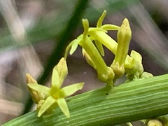 Stackhousia viminea