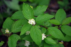 Cornus sericea