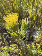 Leucospermum gracile