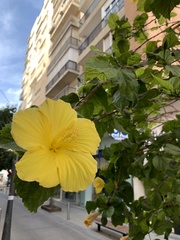 Hibiscus
