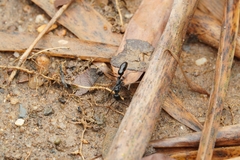 Leptogenys diminuta