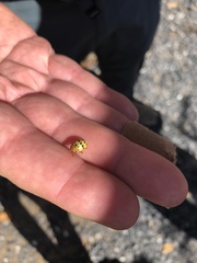 Epilachna varivestis