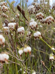 Erica cumuliflora