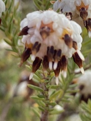 Erica cumuliflora
