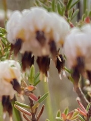 Erica cumuliflora