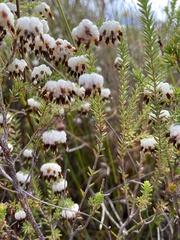 Erica cumuliflora