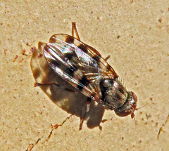 Ceroxys