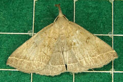 Pechipogo plumigeralis