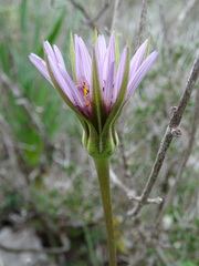 Tragopogon eriospermus