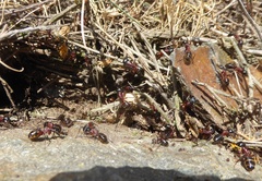 Camponotus ligniperda