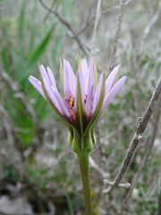 Tragopogon eriospermus