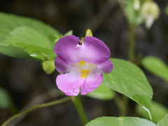 Impatiens putii