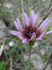 Tragopogon eriospermus