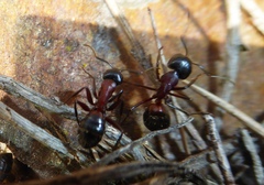 Camponotus ligniperda
